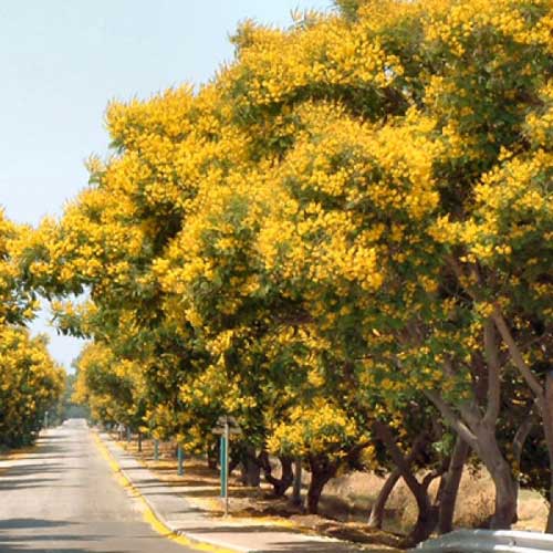 Trees : Plumeria  Peela Mohar