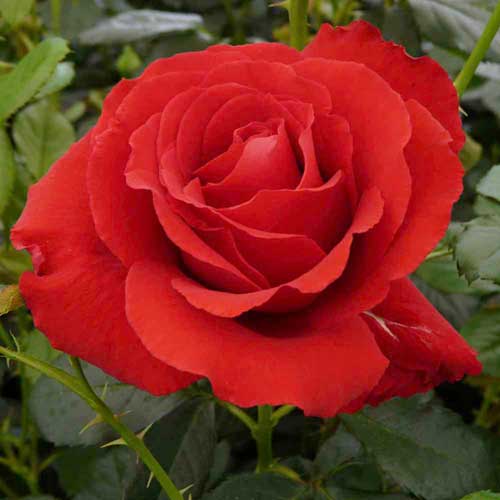 Flowering Plants : Rose