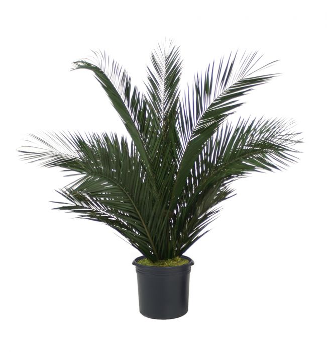 Indoor Plants : Phoenix palm