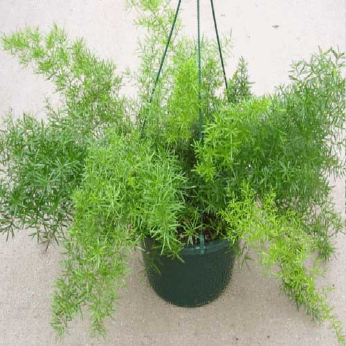 Plantscaping : Asparagus plant