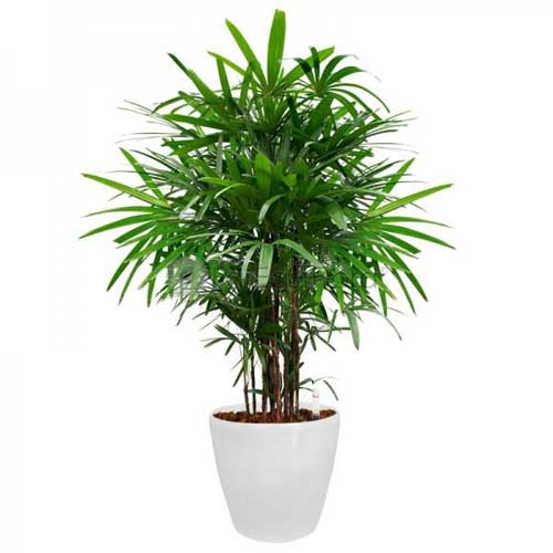 Indoor Plants : Rhapis palm (lady finger)