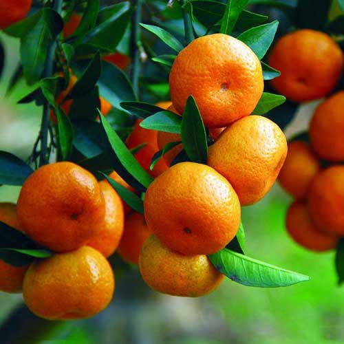 Fruit Plants : Orange Citrus