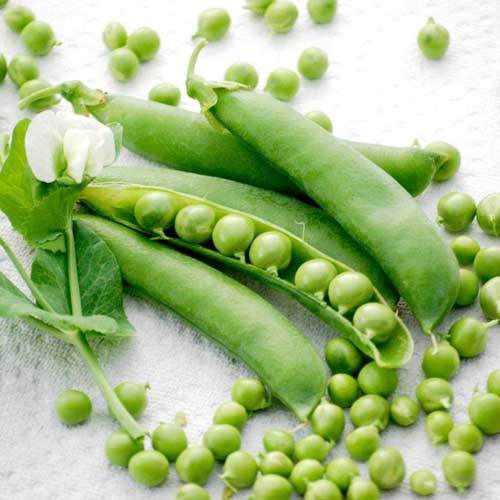 Vegetable Seeds : Peas