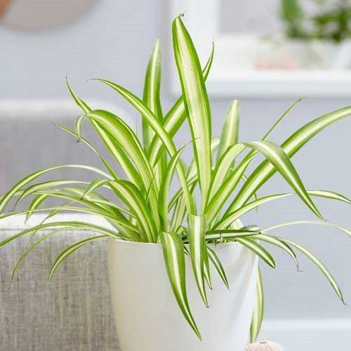 Indoor Plants : Spider plant