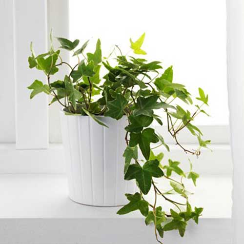 Indoor Plants : English Ivy