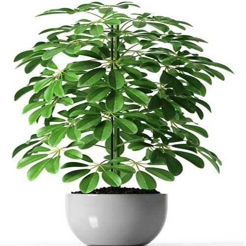 Indoor Plants : Scheffella plant