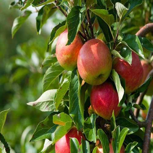 Fruit Plants : Apple