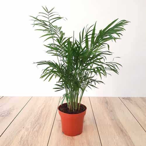 Indoor Plants : Areca palm