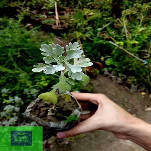 Plantscaping : Silver bush