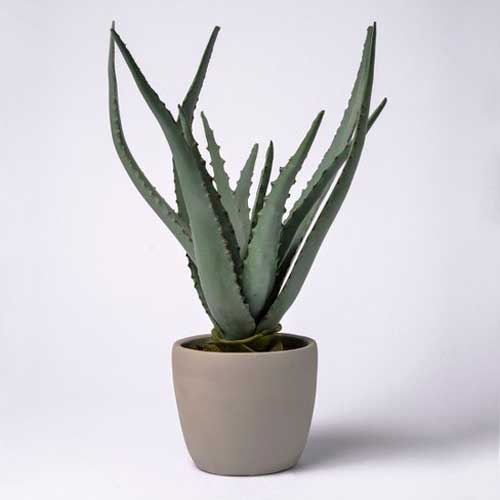 Indoor Plants : Aloe vera