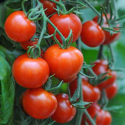 Vegetable Seeds : Tomato Seed