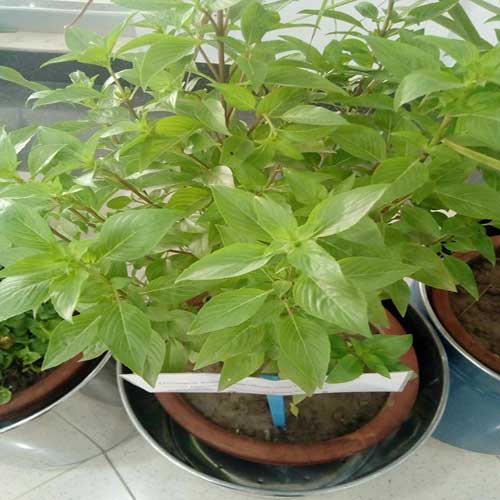 Desi Native Herbs : Niazbo, Basil, Ocimum basilicum