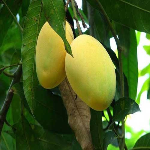 Fruit Plants : Mango