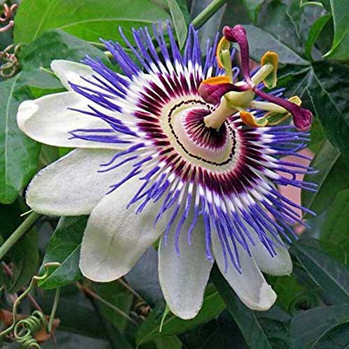 Flowering Plants : Passiflora (Passion Flower)
