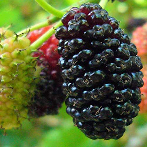 Fruit Plants : Mulberry