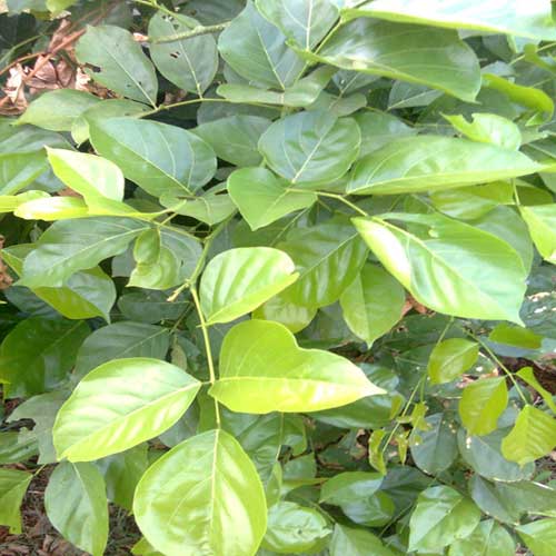 Desi Native Herbs : Sukh chain Pongamia pinnata