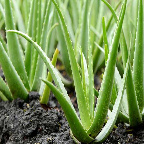 Desi Native Herbs : Aloe vera