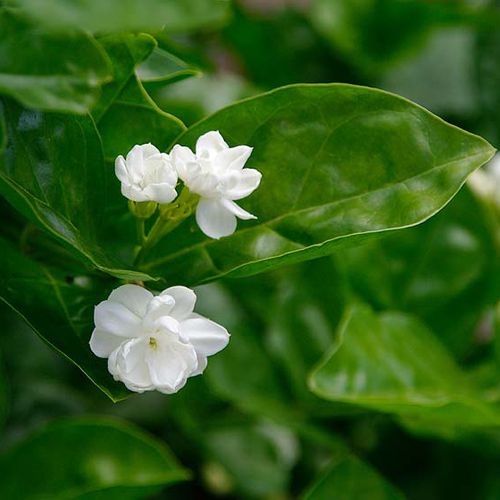 Flowering Plants : Jasmine Sambac (Arabian jasmine)