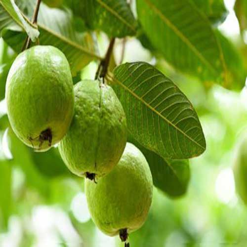 Guava (Amrood)