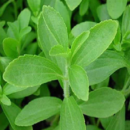 Desi Native Herbs : Stevia (Sugar free)