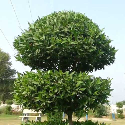 Conocarpus