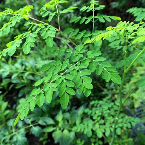 Desi Native Herbs : Moringa (Sohanjana)