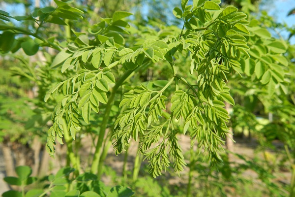 Moringa: Production and Uses of Miracle Plant