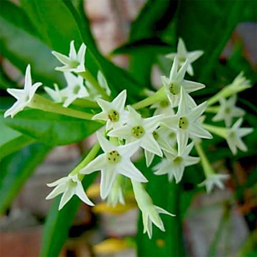 Flowering Plants : Cestrum Nocturnum (Night Queen Jasmine, Rat ki Rani)