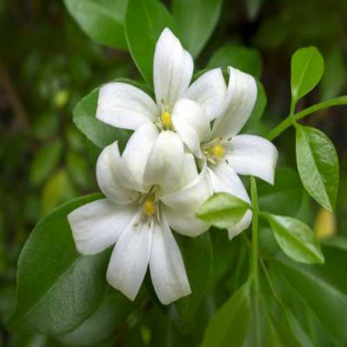 Desi Native Herbs : Orange jasmine, Murraya paniculata
