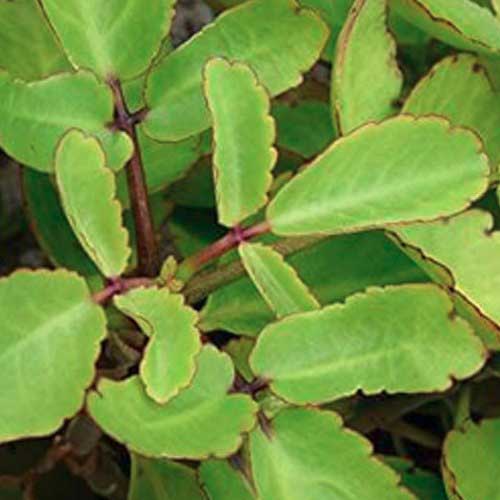 Desi Native Herbs : Patharchatta,  kalanchoe pinnata