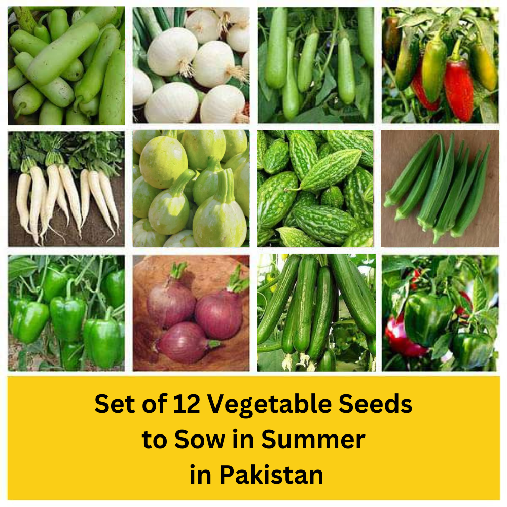 Vegetable Seeds : Summer vegetable seeds