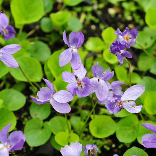 Desi Native Herbs : Banafsha Viola