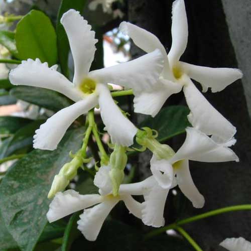 Flowering Plants : Trachelospermum jasminoides